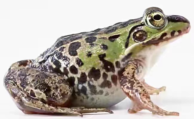 我们常吃的美蛙和牛蛙有哪些区别呢？